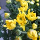 국화한신 이미지