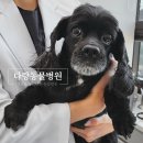다랑 동물병원 이미지