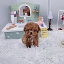 멍토피아 강아지분양 인천 본점 이미지