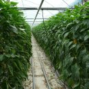 화순농장 이미지