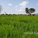 강나루생태공원 이미지