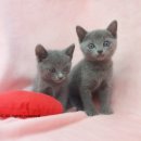 루이앤독스 이미지