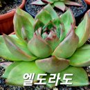 엘도라도 이미지