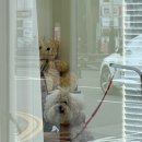 위드퍼피 애견미용실 이미지