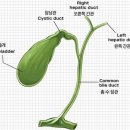 담낭암, 원인불명·특이 증상없어 조기발견 어려워 이미지