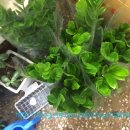 천우화원 이미지