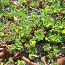 ♣쇠비름(Purslane)효능♣ 이미지