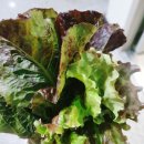 도양농장 이미지