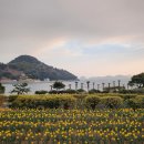 공곶이가는길 | [거제, 공곶이] 수선화 축제, 동백터널, 관람 꿀팁, 주차 정보