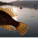 동강쏘가리 이미지