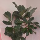 서울화원 | 과천꽃다발 가능한 새서울화원 이용후기입니다