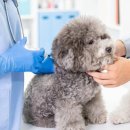 24시 에피소드 동물 메디컬 센터 이미지