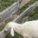 엠목장 | 나트랑 3박5일여행 3- 판랑사막투어, 양떼목장, 더아남깜란, 엠어이