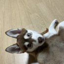 댕댕인럽 이미지