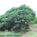 함평 기각리붉가시나무자생북한지 이미지