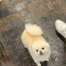 소중한당신에게 | 전포카페 두바이 디저트 끝판왕 '디저트 르꼼므' 두바이와플 나만알고싶은 서면카페 내돈내산 솔직후기