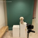 도그캠프 이미지