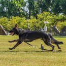 피개행개 이미지