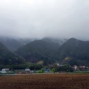 지리산황금나무 이미지