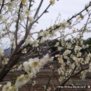 매화꽃민박 이미지