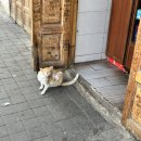 카사블링카 이미지