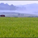 아침들녘 이미지