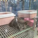톰앤캣 광명고양이분양 | 노르웨이숲분양 고양이분양샵 '톰앤캣 광명본점'