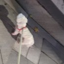 태산약국(펫코팜) | 🐶 펫코팜에서 넥스가드 입고 됐다길래 이용하고 남기는 후기