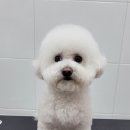 멍멍아 또 와 이미지