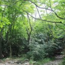 쌍계사 상록수림 이미지