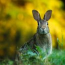 별주부전 이미지