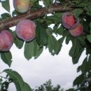 신태양 농원 이미지