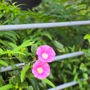 그린몰의원 이미지