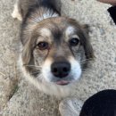 평화의집 | 군산 누룽지삼계탕 먹고 힘낸 평화의 날 후기