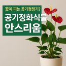 힐링 생활 꽃장식 이미지