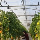 유수농장 이미지