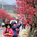 금산인삼만물 | [주말숲길여행 후기]4월 20일에 다녀온 예향천리 금강마실길>>꽃이 사람이요, 사람이 꽃이로다,(봄은...