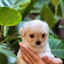 포포 데이케어 이미지