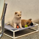 경의 | 서울 유기견 카페, 커피 한 잔으로 후원, "포인핸드 경의숲점" 후기