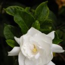 해인향기 이미지