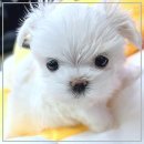 펫365 강아지분양 고양이분양 전주본점 이미지