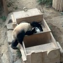 판다 | 에버랜드 캐스트 알바 후기 판다월드