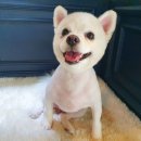 아담스펫살롱 | 부천애견미용 강아지미용 역시 아담스펫살롱 부천점!