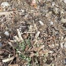 봄에새싹 이미지