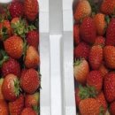 싱싱딸기 이미지