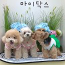 마이닥스