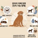 아름다운간병협회 | 노령견 인지장애증후군 (치매): 밤마다 짖고 배변 실수를 하는 이유