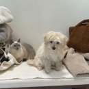 pit a pet (핏어펫) 이미지