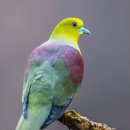Thick-billed Green-pigeon 이미지