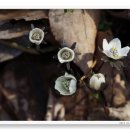 바람꽃건강 이미지